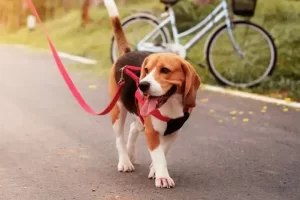 How Long to Walk a Dog with Arthritis