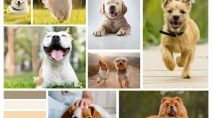 Puppy Energy Levels by Age