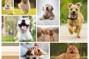 Puppy Energy Levels by Age