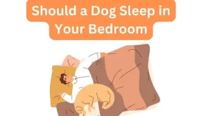 Should a Dog Sleep in Your Bedroom