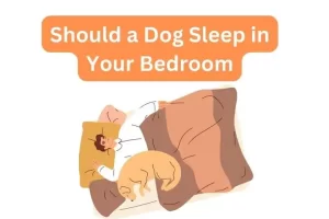 Should a Dog Sleep in Your Bedroom
