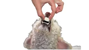 What Happens When a Dog Eats Cheese