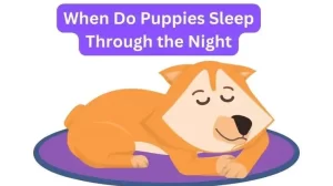 When Do Puppies Sleep Through the Night