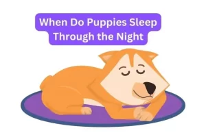 When Do Puppies Sleep Through the Night