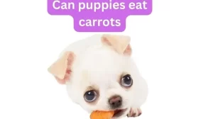 can puppies eat carrots