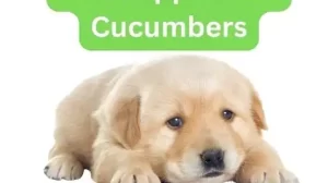can puppies eat cucumbers