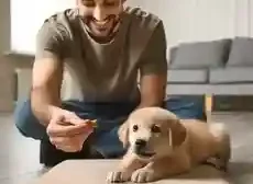 How to Teach a Dog to Lay Down and Stay Teaching Your Puppy to Lay Down