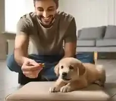How to Teach a Dog to Lay Down and Stay Teaching Your Puppy to Lay Down