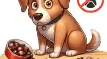 Why Chocolate is Not Good for Dog