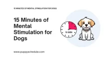 15 Minutes of Mental Stimulation for Dogs Presentation